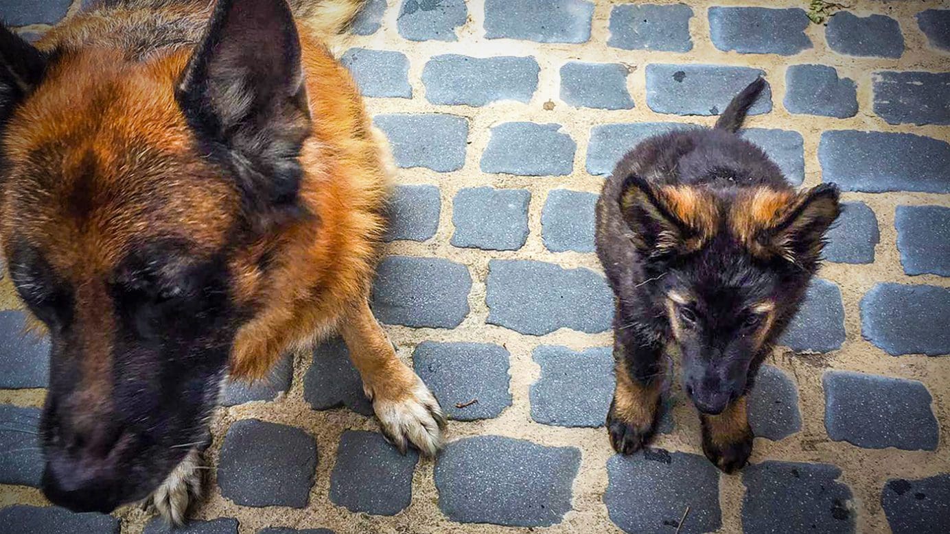 two dogs as an example of non toxic leadership