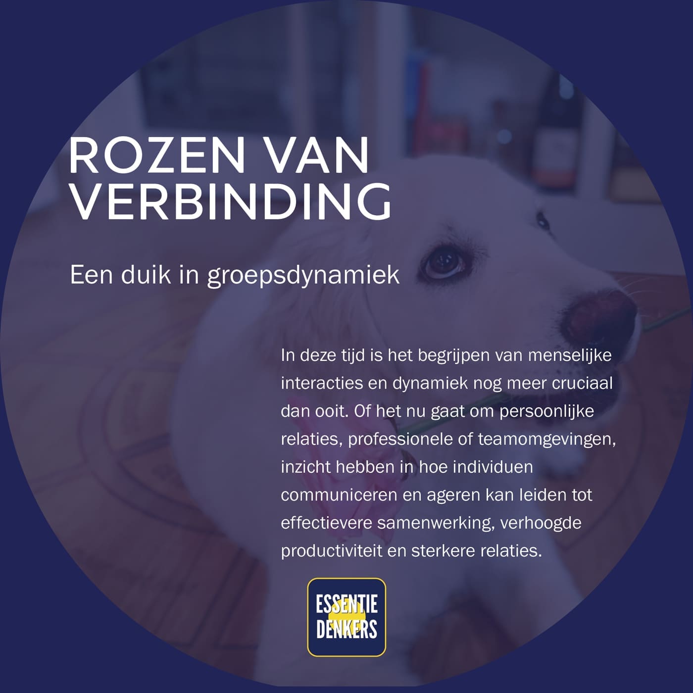 Featured image for “Rozen van verbinding”
