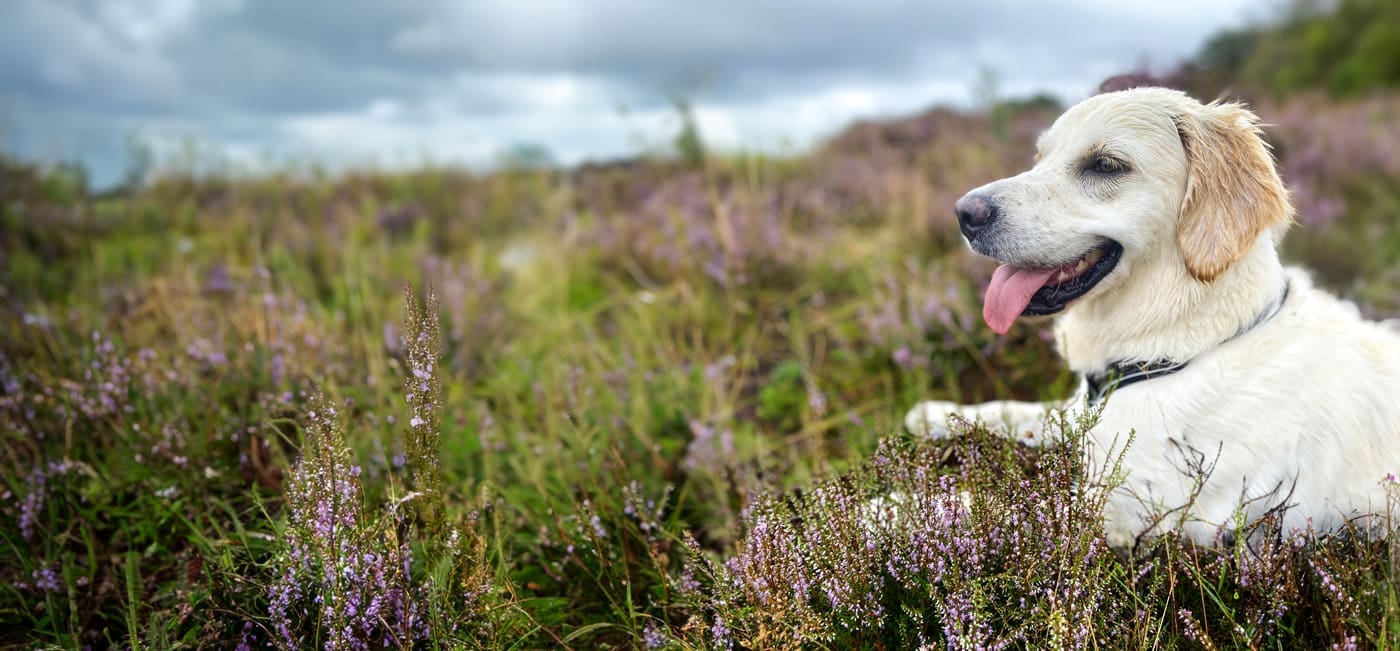 Featured image for “Een hond die teamdynamiek opnieuw definieert”